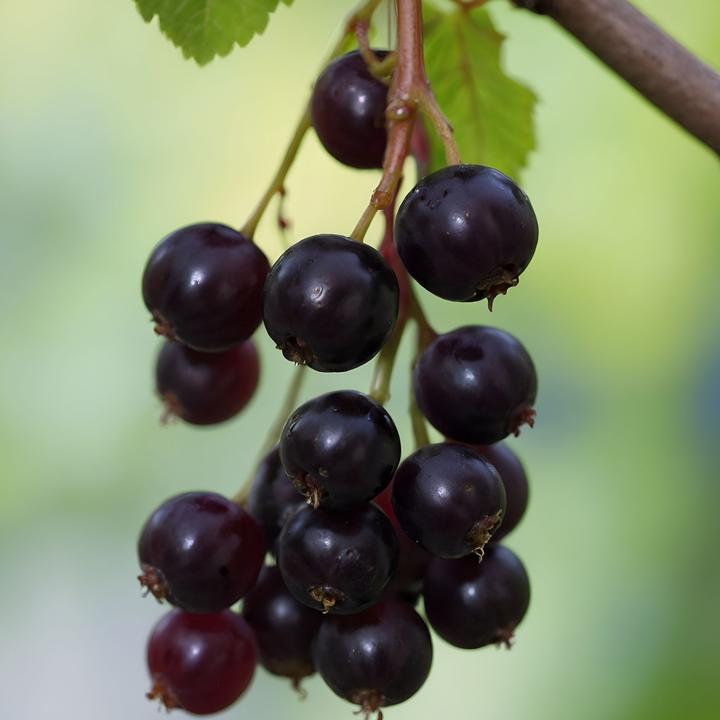 Actual product image Plant in a Box Ribes nigrum Titania - set of 2 blackcurrants (90 cm)