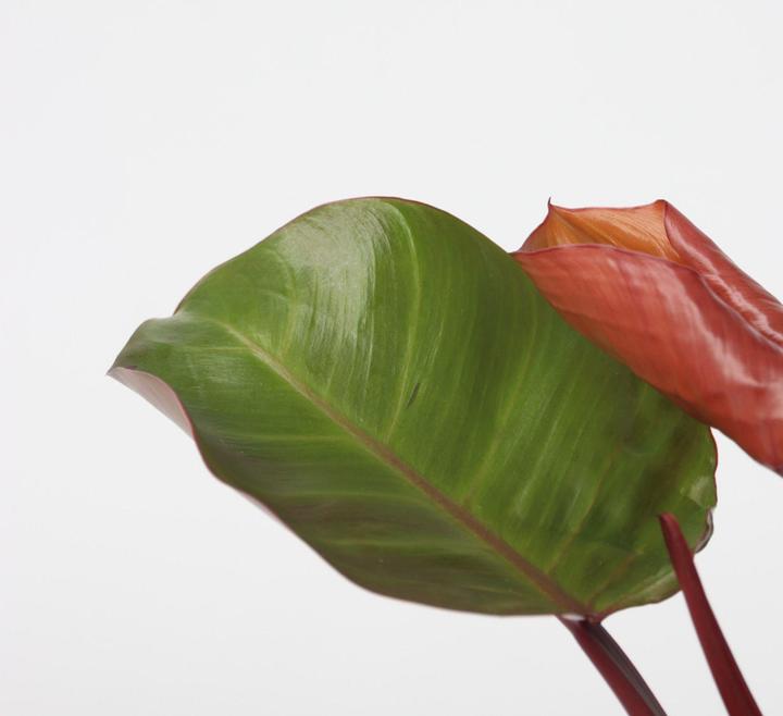 Produktbild Plant in a Box Philodendron Sun Light - 2er Set Baumfreund (20 cm)