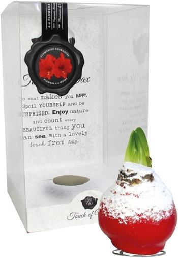 Image du produit Amaryllis en cire rouge avec neige (22 cm)