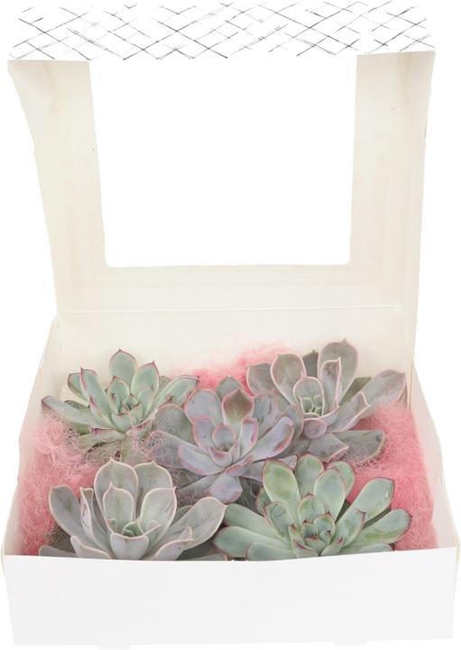 Immagine prodotto Plant in a Box Echeveria lilacina - miscela di 5 Echeveria fai da te (7 cm)