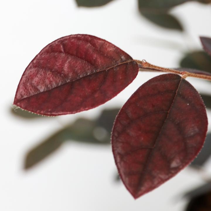 Produktbild Plant in a Box Loropetalum 'Fire Dance' - Riemenblüte (30 cm)