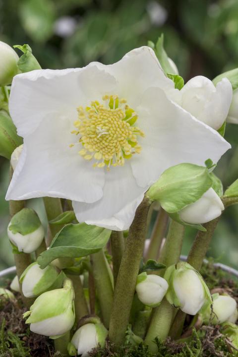 Actual product image Christmas rose in a basket (30 cm)