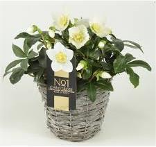 Actual product image Christmas rose in a basket (30 cm)