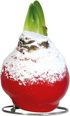Image du produit Amaryllis en cire rouge avec neige (22 cm)
