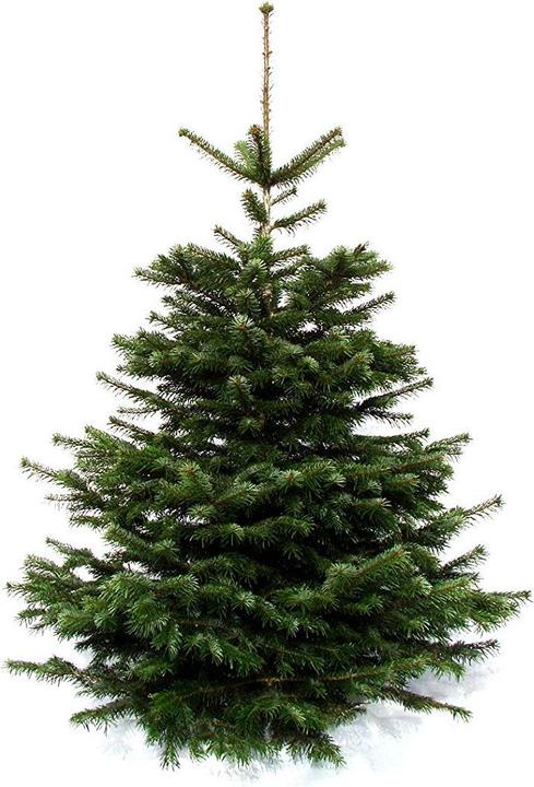 Actual product image Nordmann fir (180 cm)