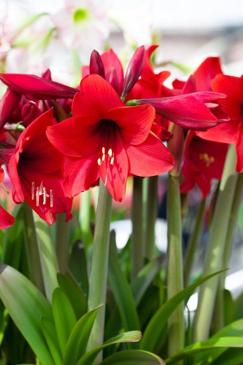 Image du produit Amaryllis en cire rouge avec neige (22 cm)