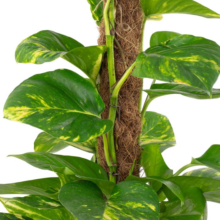 Immagine prodotto Flowerbox Set di 3 Edera su bastone di muschio - Epipremnum aureum (50 cm)