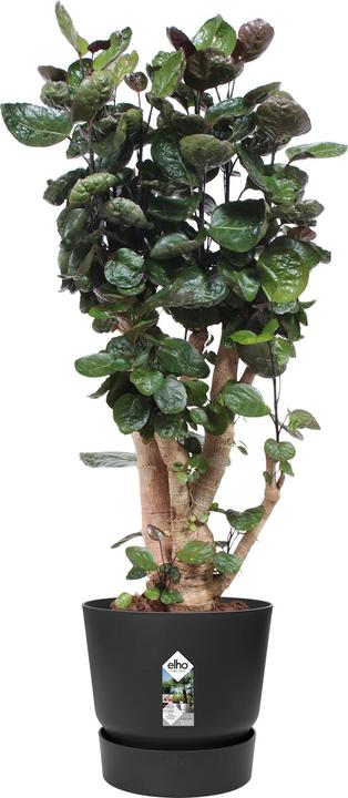 Produktbild Elho Greenville (39 cm)