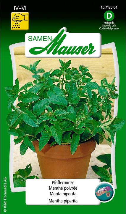 Samen Mauser Menta piperita (Semi di erbe)