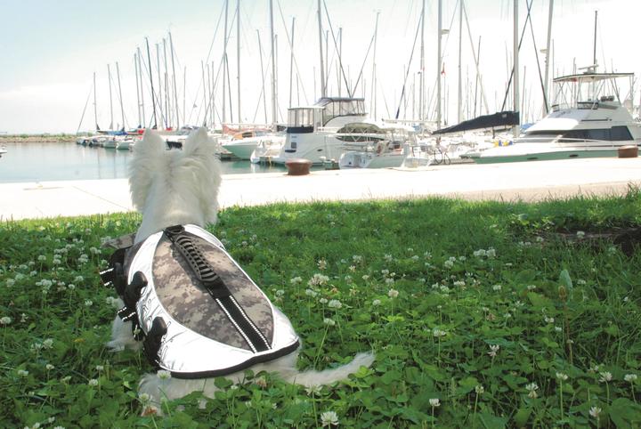 Immagine prodotto Pet Ego Giubbotti di salvataggio (XL, Giubbotto di salvataggio per cani)