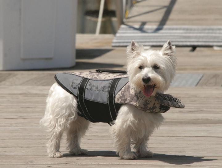 Immagine prodotto Pet Ego Giubbotti di salvataggio (XL, Giubbotto di salvataggio per cani)