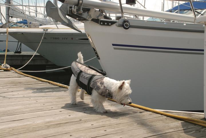 Immagine prodotto Pet Ego Giubbotti di salvataggio (XL, Giubbotto di salvataggio per cani)