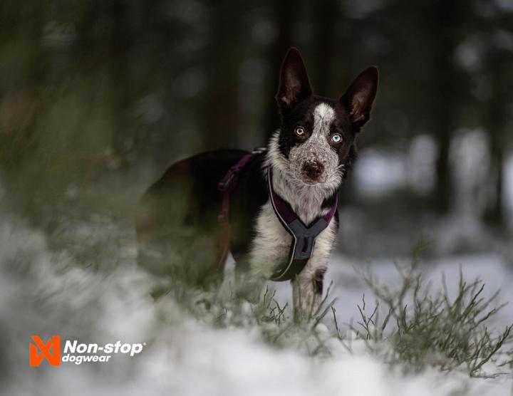 Actual product image Non-Stop Dogwear Line Harness 5.0 Green 4 (4, Dog, Dog sport, Pushbike, General, Walks, Work)