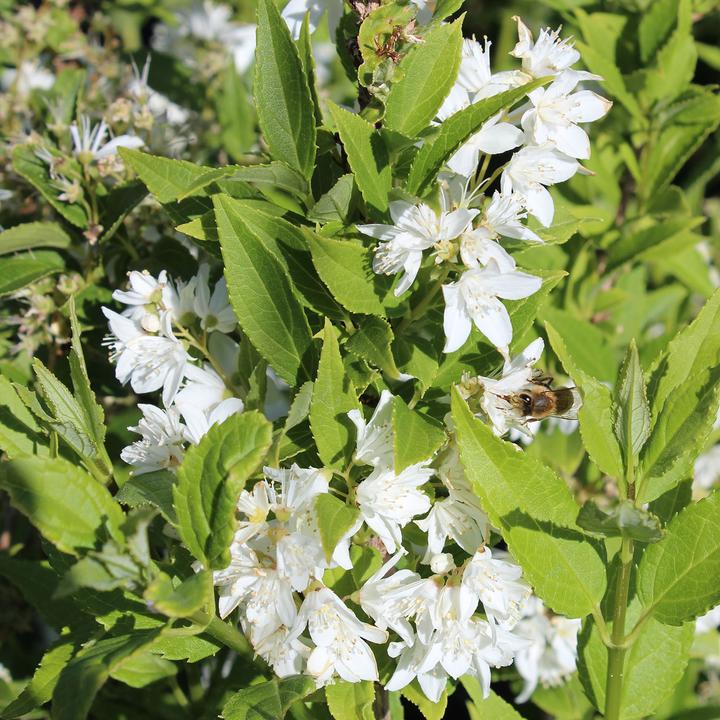 Produktbild Zulauf Zierliche Deutzie / Deutzia gracilis (30 cm)