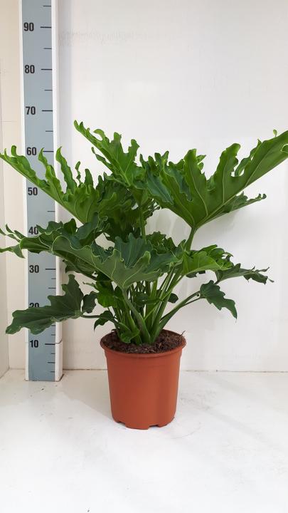 Produktbild Mahaloplants Philodendron Selloum (75 cm)