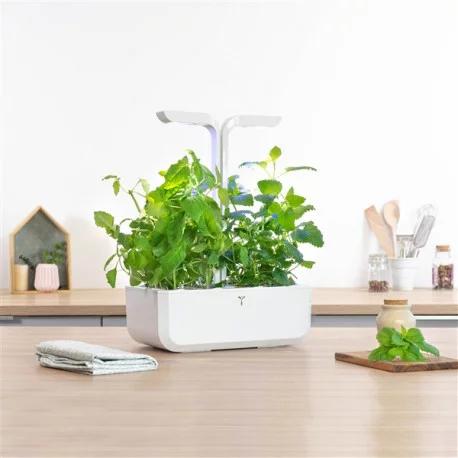 Actual product image Véritable Lingot Lemon Basil BIO (Herb seeds)