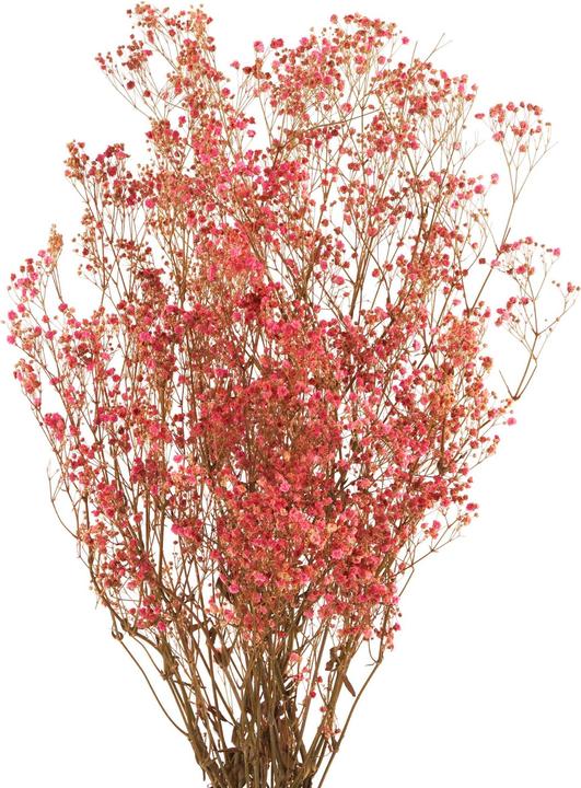 Immagine prodotto Geschenkkörbe CH Gypsophila fiori secchi, rosa (Fiori secchi)
