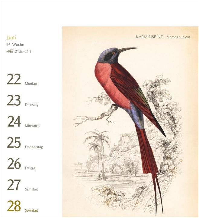 Produktbild Harenberg Vögel Postkartenkalender 2026 - Postkartenkalender mit 53 historischen Zeichnungen (Harter Einband, Deutsch)