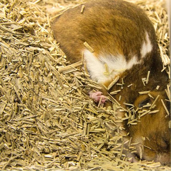 Actual product image Bunny bedding active (4.75 kg, Bedding)