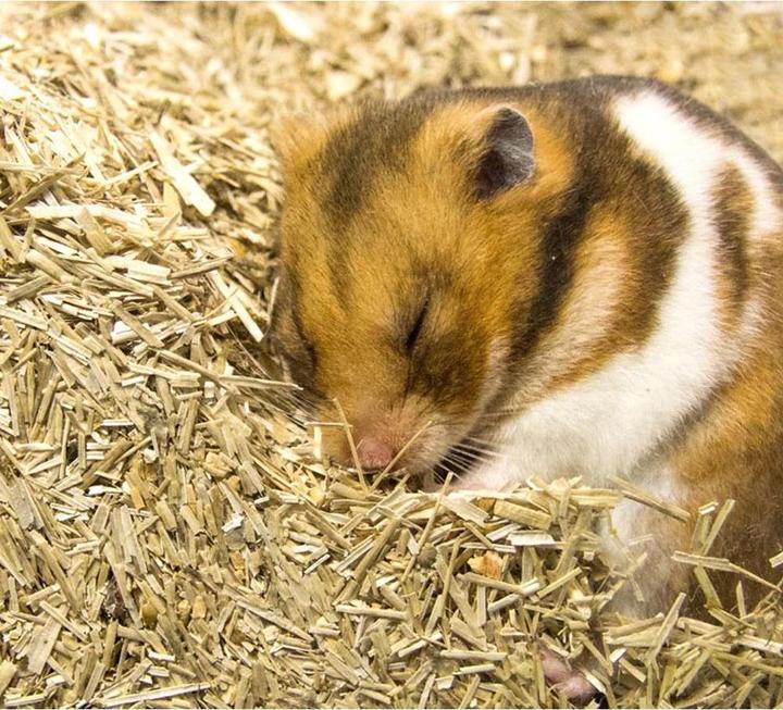 Actual product image Bunny bedding active (4.75 kg, Bedding)