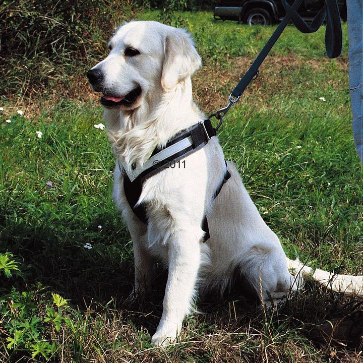 Actual product image Kleinmetall Allsafe dogs safety belt (M, Dog, Work, Dog sport, Jogging, Walks)