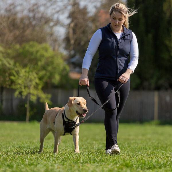 Actual product image Company of Animals Halti No Pull Antizug M Harness (M, Dog, Dog sport)
