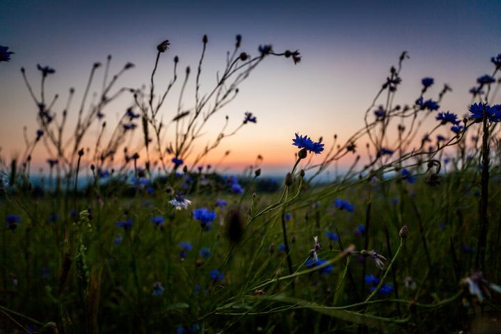 Productafbeelding Irix 15mm f/2.4 Blackstone Canon (Canon EF, Volledig formaat)