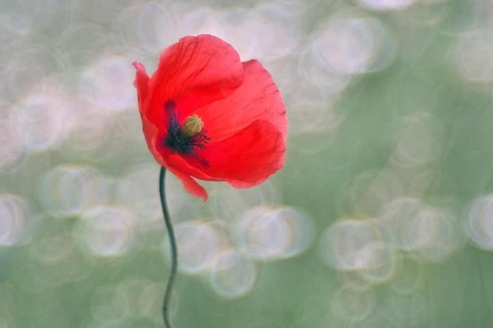 Produktbild Trioplan 100 f2.8 (M42, APS-C / DX)