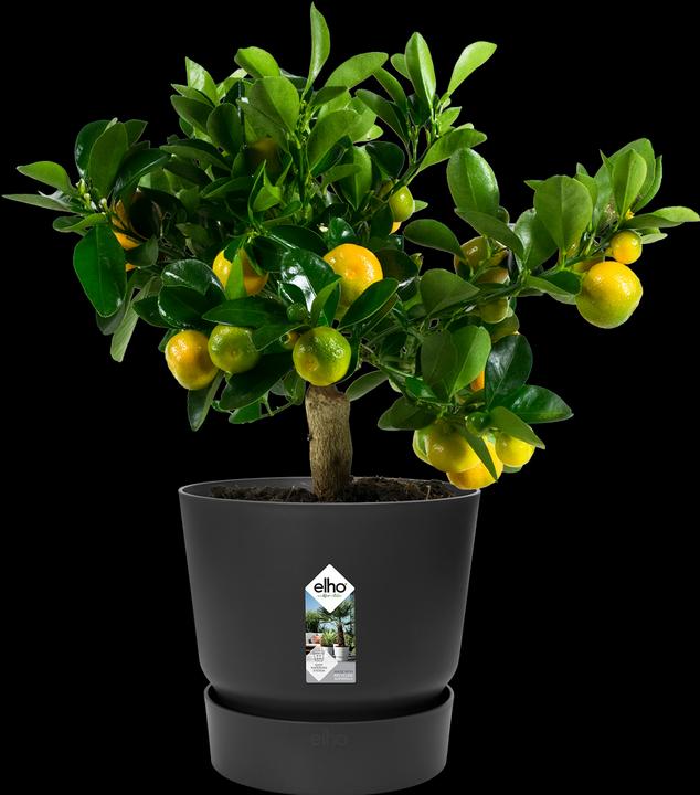 Immagine prodotto Elho Vasi da fiori (29.50 cm)