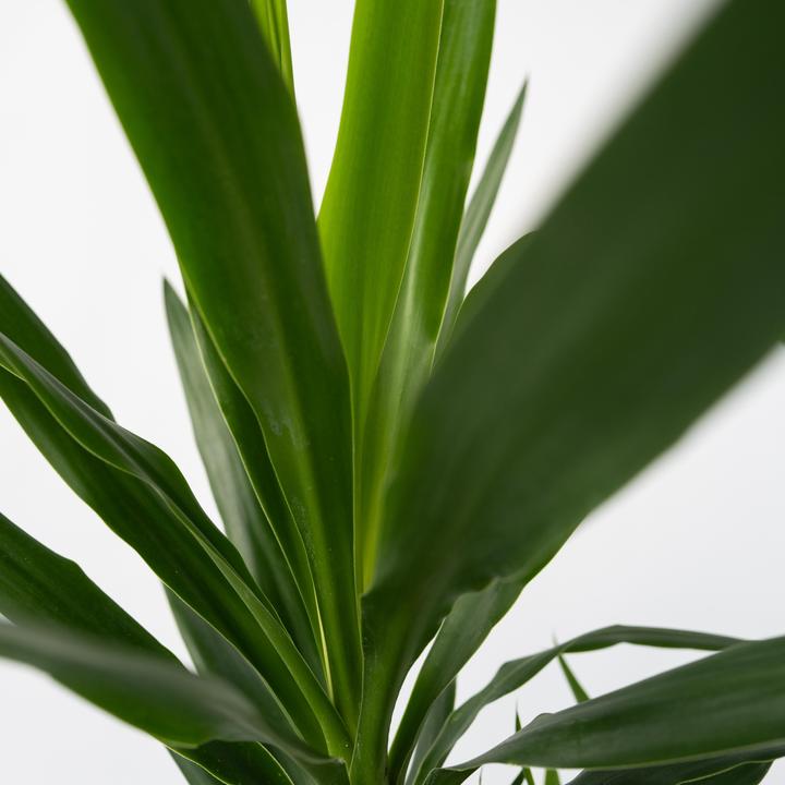Image du produit Plant in a Box Yucca elephantipes - (50 cm)