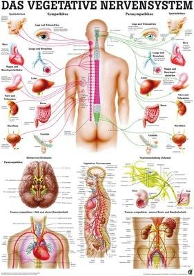 Actual product image Ruediger RÜDIGER Mini Poster Vegetative Nervous System 23 x 33 de (23 x 33 cm)