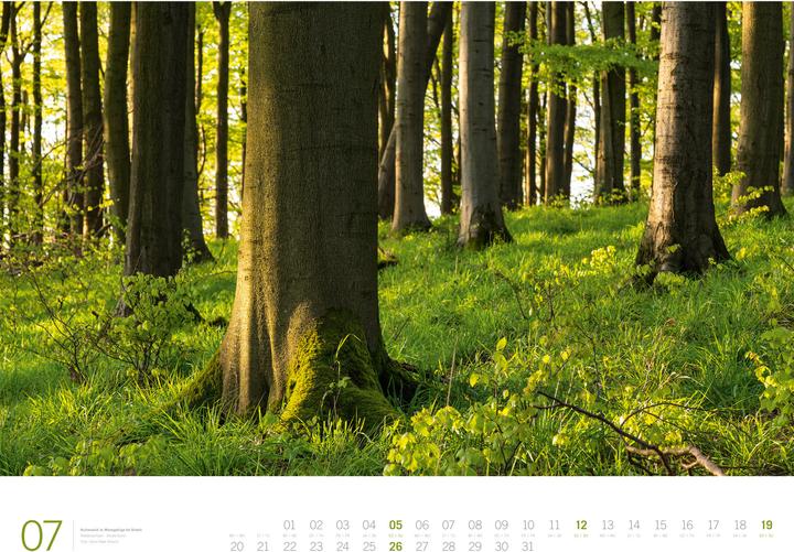 Produktbild Wald - Gallery Kalender 2026 (66 x 50 cm, Harter Einband, Englisch, Deutsch)