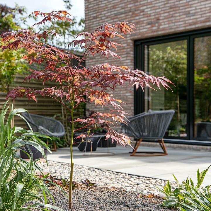 Image du produit Plant in a Box Acer palmatum 'Starfish' - Érable à feuilles d'armoise (60 cm)