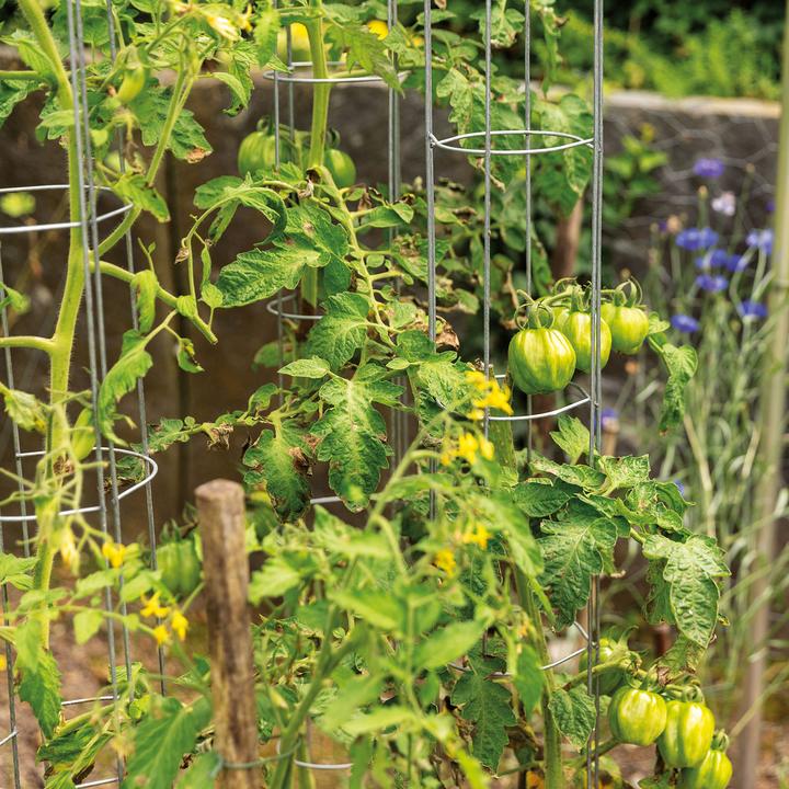 Produktbild Bellissa Tomatenturm (12 cm, 12 cm)