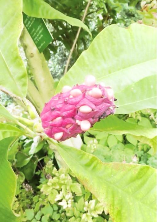 Immagine prodotto Tropica Nord America. Magnolia a ombrello (Magnolia tripetala) (Semi di piante)