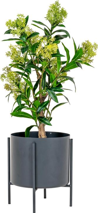 Actual product image House Nordic Skimmia (75 cm)