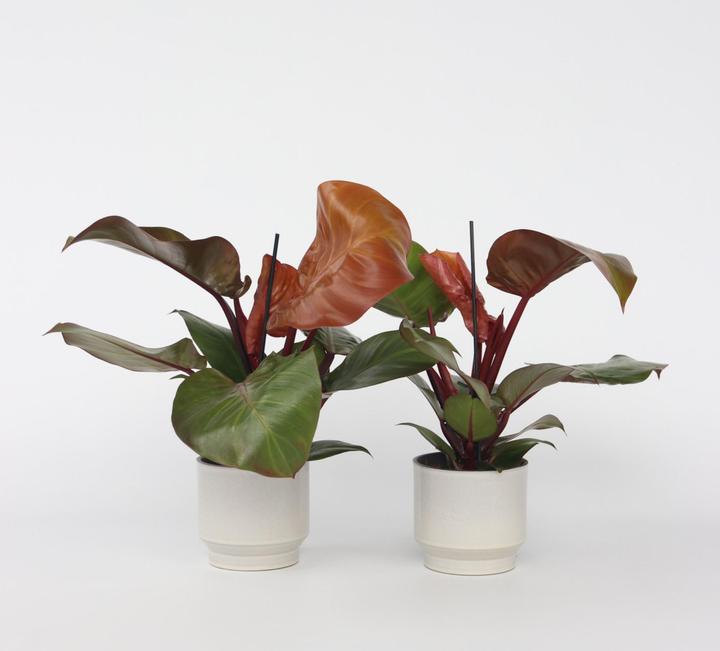 Produktbild Plant in a Box Philodendron Sun Light - 2er Set Baumfreund (20 cm)