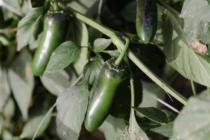 Image du produit Zollinger Bio Poivrons, Nadapeno
