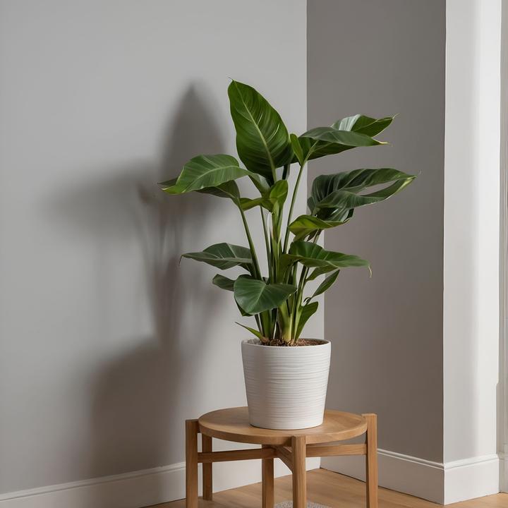 Produktbild Plant in a Box Strelitzia Nicolai - Paradiesvogelblume (110 cm)