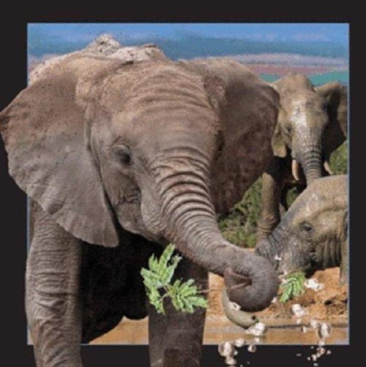 Image du produit Worth Keeping 3D-Elefant-Magnet
