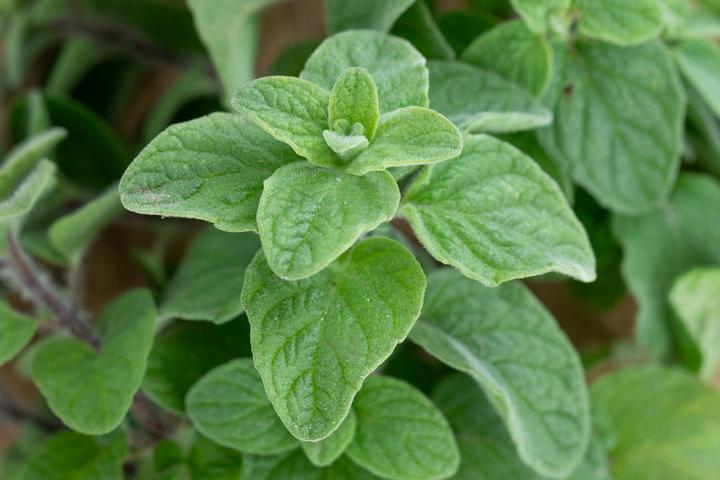 Immagine prodotto Zollinger Bio Origano siriano, zaatar (Germogli)