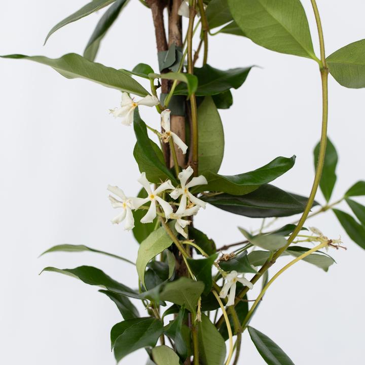 Image du produit Plant in a Box Trachelospermum jasminoides - Set de 2 jasmins étoilés (120 cm)