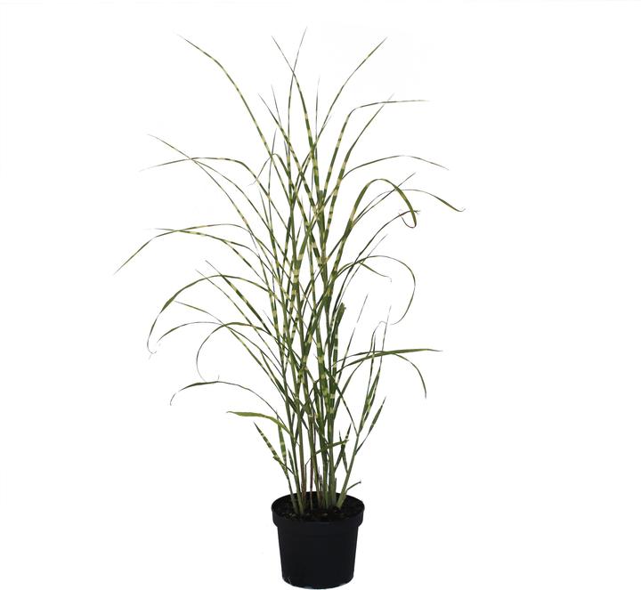Produktbild Zulauf Chinaschilf / Miscanthus sinensis 'Zebrinus' (40 cm)