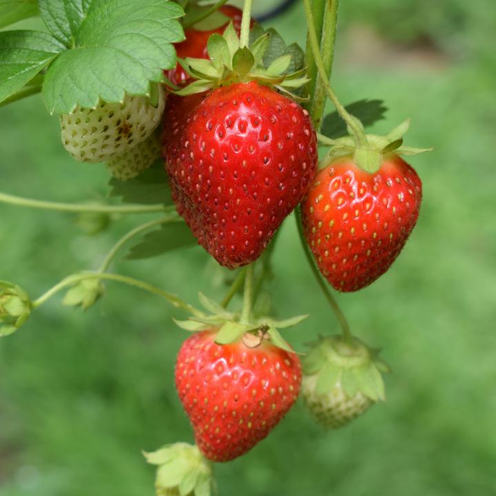 Actual product image Plant in a Box Fragaria Elsanta - (10 cm)