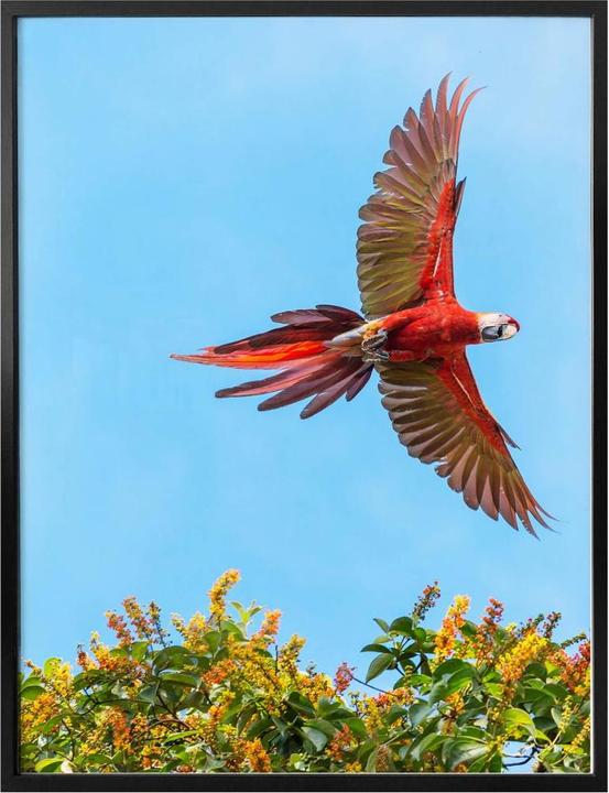 Produktbild Trenddeko Colombo – Papagei im Flug (80 x 100 cm)