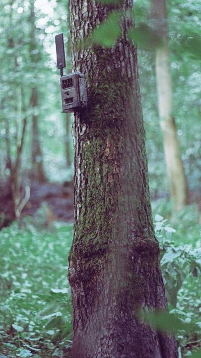 Immagine prodotto Seissiger Wildkamera Cavalletto per alberi
