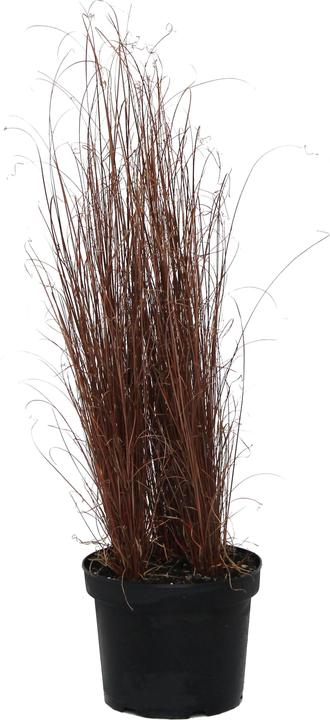 Produktbild Zulauf Carex buchananii / Fuchsrote Segge (60 cm)