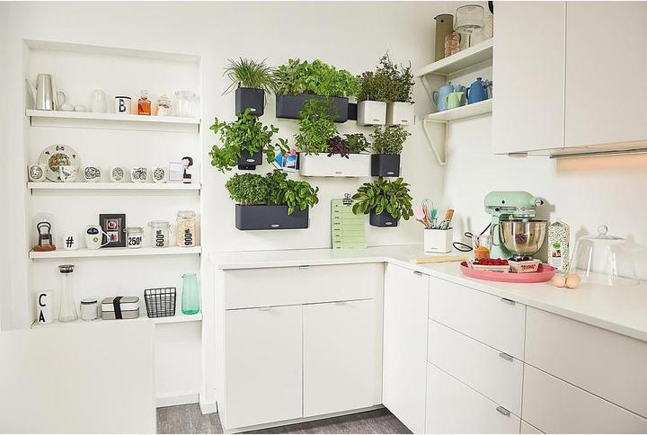 Immagine prodotto Lechuza Green Wall Home Kit (15 cm)