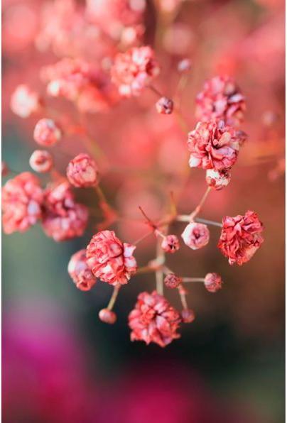 Productafbeelding Canon EOS R50 (24.20 Mpx, APS-C / DX)