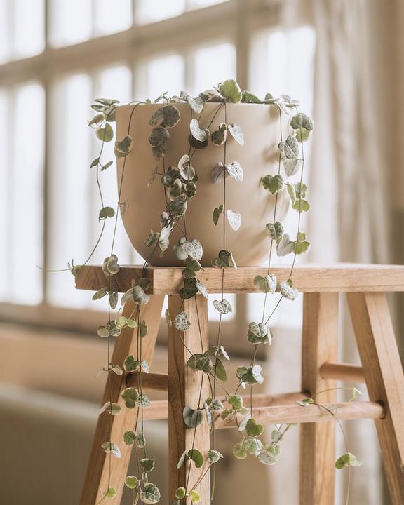 Immagine prodotto feey Pianta lampadario rosa (60 cm, Appena rinvasata)